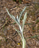 Eriophyllum lanatum var. grandiflorum
