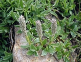Salix arctica var. petraea