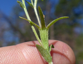 Githopsis pulchella ssp. pulchella