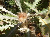 Banksia victoriae