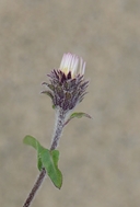 Eurybia sibirica