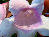 Abelia X grandiflora