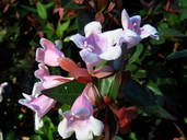 Abelia X grandiflora