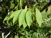 Acer caprinifolium