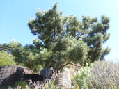 Maritime Pine