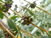 Eucalyptus parvula