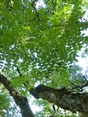 Phellodendron sachalinense
