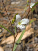 Gayophytum diffusum ssp. diffusum