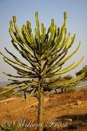 Euphorbia confinalis
