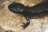 Salamandra atra pasubiensis