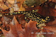 Salamandra salamandra crespoi