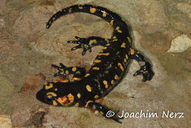 Salamandra salamandra crespoi