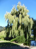 Salix x sepulcralis