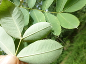 Sorbus glabruscula