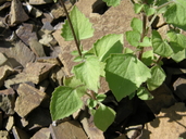 Carminatina tenuiflora