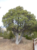 Juniperus scopulorum