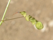 New Mexico Tick Trefoil