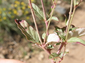 Boerhavia purpurascens