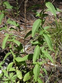 Stevia plummerae var. plummerae