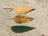 Corymbia calophylla