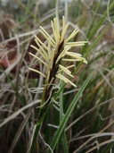 Carex xerophila
