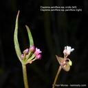 Claytonia parviflora ssp. viridis
