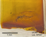 Trichomyia richardi