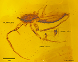 Trichomyia glomerosa