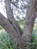 Juniperus deppeana var. pachyphlaea