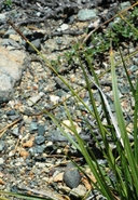 Carex serpenticola