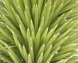 Yucca filifera