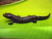 Salamandra Corrugada