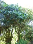 Magnolia hodgsonii