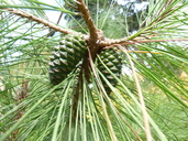 Pinus taiwanensis