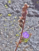 Phacelia marcescens