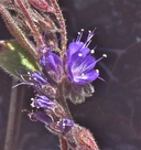 Phacelia marcescens