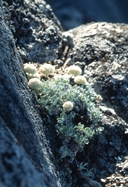 Eriogonum ovalifolium var. monarchense