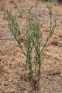 Flax-leaved Horseweed