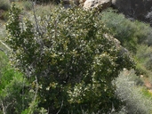 Frangula californica ssp. ursina