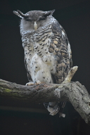 Nepal Eagle Owl