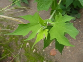 Alloispermum integrifolium