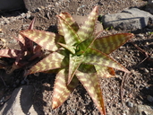 Aloe branddraaiensis
