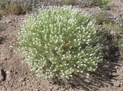 Mesa Pepperweed