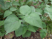 Salvia rubescens