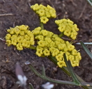 Lomatium bicolor var. leptocarpum