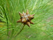 Gymnostoma australianum
