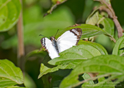 Alana White-skipper Butterfly