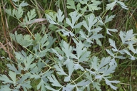 Lomatium californicum