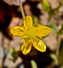 Ranunculus occidentalis var. ultramontanus