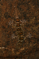 Spotted Leaf-toed Gecko